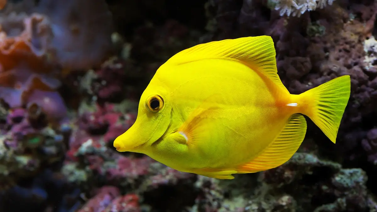 Global Aquatic image 2